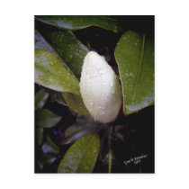 Magnolia Bud in Rain postcards by bhbphotos Magnolia Bud in Rain postcards