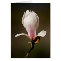 Magnolia by cARTerART cards