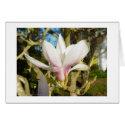 Magnolia cards by johnforbes Magnolia cards