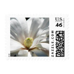 Magnolia Centennial  Bloom Stamps