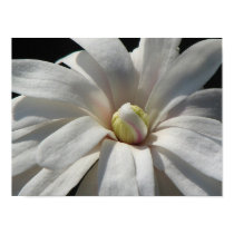 Magnolia Centennial Bloom posters