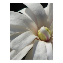 Magnolia Centennial Bloom posters
