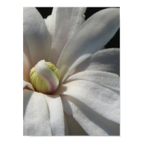 Magnolia Centennial Bloom posters