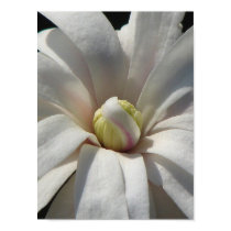 Magnolia Centennial Bloom posters