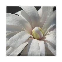 Magnolia Centennial magnets