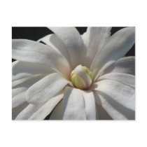 Magnolia Centennial postcards
