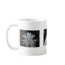 Magnolia Centennials mugs