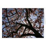 magnolias, flowers, blossom, tree, sky, branches,