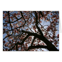 magnolia eclipse #1 cards
