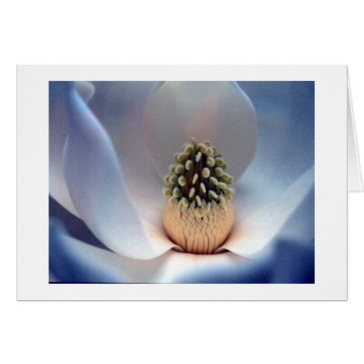 Magnolia Flower Cards by alberthartley