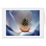 Magnolia Flower Cards