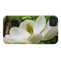 Magnolia Flower Close Up Iphone 4 Cover