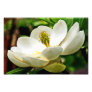 Magnolia Flower Close Up Photo Art