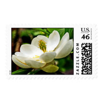 Magnolia Flower Close Up Postage