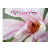 Magnolia Flower Gift Certificate Postcard postcards