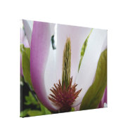 magnolia flower macro shot gallery wrapped canvas