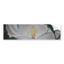 magnolia flower oil painting bumper stickers