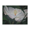magnolia flower oil painting postcards by dereklovessheila magnolia flower oil painting postcards