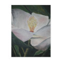 magnolia flower oil painting postcards by dereklovessheila magnolia flower oil painting postcards