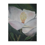 magnolia flower oil painting post cards