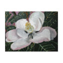 magnolia flower painting acrylic wall art postcards by dereklovessheila magnolia flower painting acrylic wall art postcards