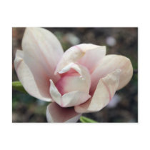 Magnolia Flower Postcard