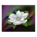 Magnolia Flower posters by Lidusik Magnolia Flower posters