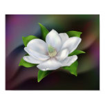magnolia, flower, petal, leaf, nature, plant,