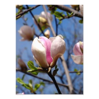 Magnolia Flowers Photo Print