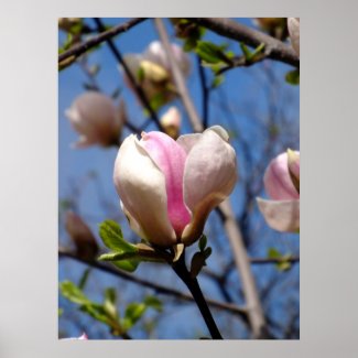 Magnolia Flowers Poster