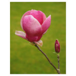 Magnolia Full Color Flyer