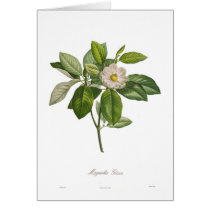 Magnolia glauca greeting card