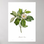 Magnolia glauca posters