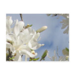 Magnolia Glory Postcard