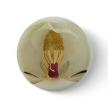 Magnolia grandiflora Galissonniere buttons