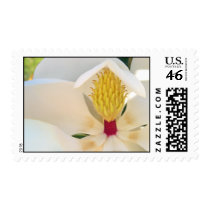 Magnolia grandiflora 'Little Gem' postage