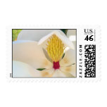 Magnolia grandiflora 'Little Gem' postage