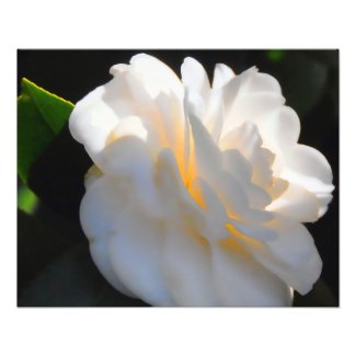 Magnolia Light Photo Print