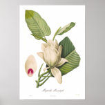 Magnolia macrophylla posters