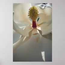 Magnolia Poster