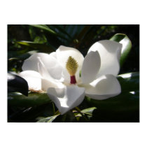magnolia photography photo poster art print