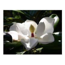 magnolia post cards flower tree magnolias photo