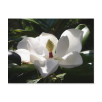 magnolia post cards flower tree magnolias photo postcards