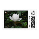 magnolia, flowers, trees, nature, southern