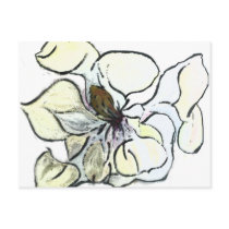 Magnolia Post Cards