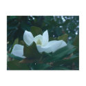 Magnolia postcards