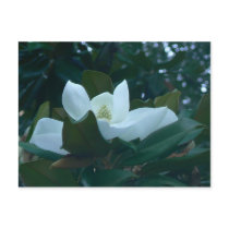 Magnolia postcards
