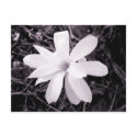 Magnolia postcards