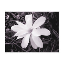 Magnolia postcards by artberry Magnolia postcards