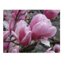 Magnolia Postcard